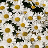 shasta_daisy_silver_princess_3