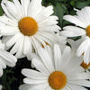shasta_daisy_snow_lady_3