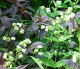 Silene%20fimbriata