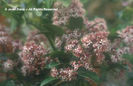 Skimmia%20japonica%20