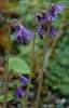 Soldanella%20montana