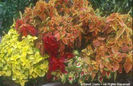 Solenostemon%20hybrid