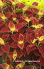 Solenostemon%20scuttelarioides%20