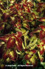 Solenostemon%20scuttelarioides%20