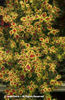 Solenostemon%20scuttelarioides%20
