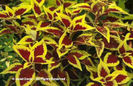 Solenostemon%20scuttelarioides%20
