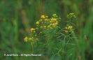 Solidago%20graminifolia