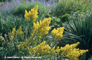 Solidago%20speciosa