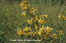 Sophora%20microphylla