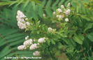 Spiraea%20alba
