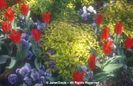 Spiraea%20japonica%20