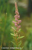 Spiraea%20tomentosa