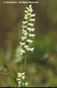 Spiranthes%20romanzoffiana