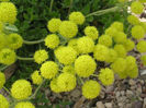 Sulfur_Flower_Buckwheat_-_Closeup(Resized)