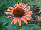 Sundown_Coneflower,_Echinacea_