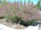 Switch_Grass,_Panicum_virgatum_'Dallas_Blues'_Sep_2005