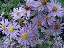 symphyotrichum_bluebird