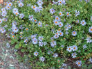 symphyotrichum_october_skies