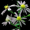 symphyotrichum_shortii