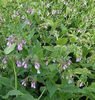 Symphytum%20officinale