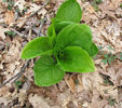 Symplocarpus_foetidus_leaves_2012_Mar_30-April_4_034_web_resized