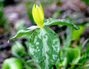 T._luteum_bloom2_