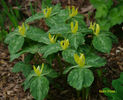 T._luteum_plants_