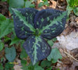 T._luteum-with_very_dark_foliage_and_bud_