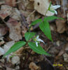 T._persistens-in_flower_