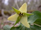 T._sulcatum_f_._albolutescens_bloom_