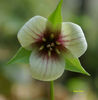 T._sulcatum_f_._albolutescens_blushed_form_