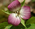 T._sulcatum_f_._albolutescens_pink_flowered_form_