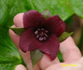 T._sulcatum_f_._sulcatum-unusual_four_petaled_form_