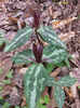 t._underwoodii_plants_