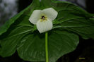 T._vaseyi_f_._elegans_