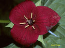 T._vaseyi-close_up1_