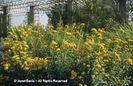 Tagetes%20lucida