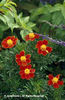 Tagetes%20patula%20