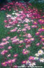 Tanacetum%20coccineum
