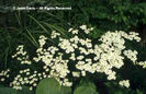 Tanacetum%20corymbosum