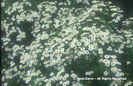 Tanacetum%20parthenium