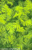 Tanacetum%20vulgare%20