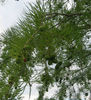 Taxodium_ascendens_seed_cone_WEB