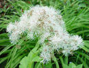 Thalictrum%20aquilegiifolium%20album