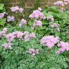 thalictrum_aquilegifolium