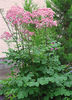 thalictrum_aquilegifolium1
