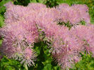 Thalictrum_aquilegiifolium_2