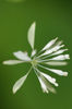 Thalictrum_clavatum_Krings6
