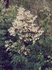 Thalictrum_dasycarpum_plant