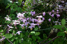 Thalictrum_delavayi